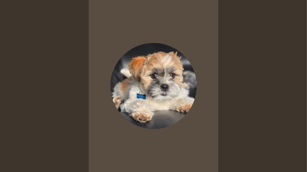 Mr.Tobyshihtzu is live!