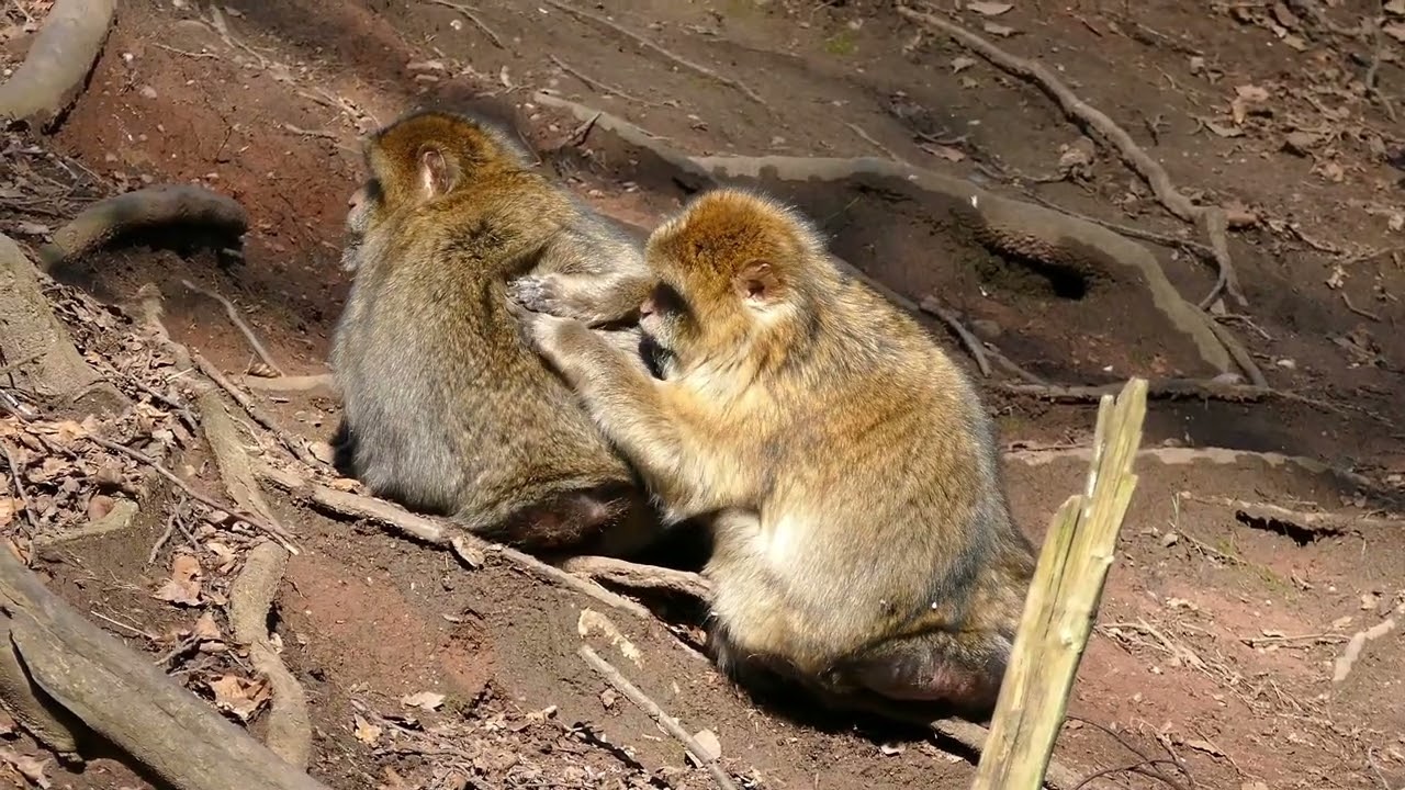 MONKEYS for Kids  Fun Monkey Facts for Children!
