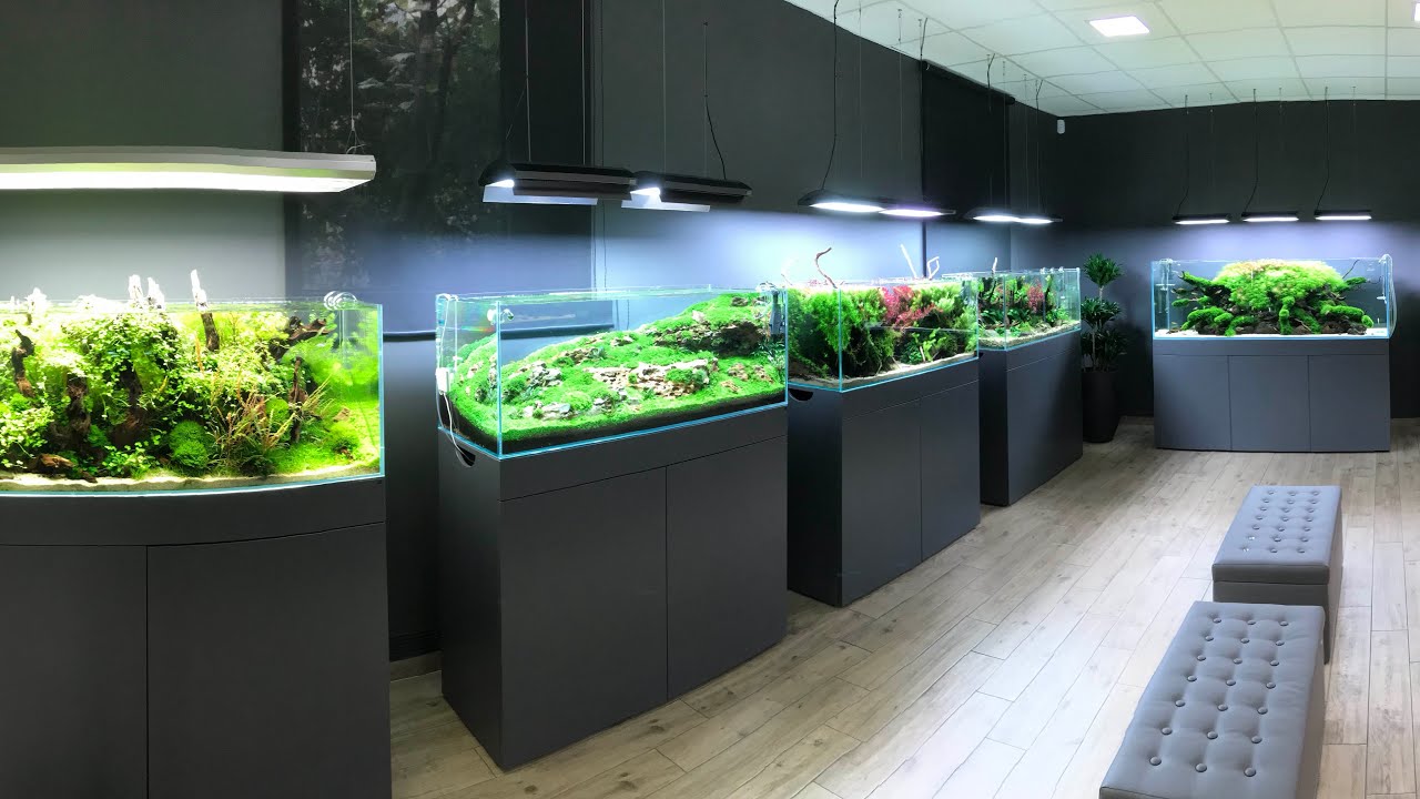 AMAZING AQUASCAPE TOUR at Green Aqua, Budapest