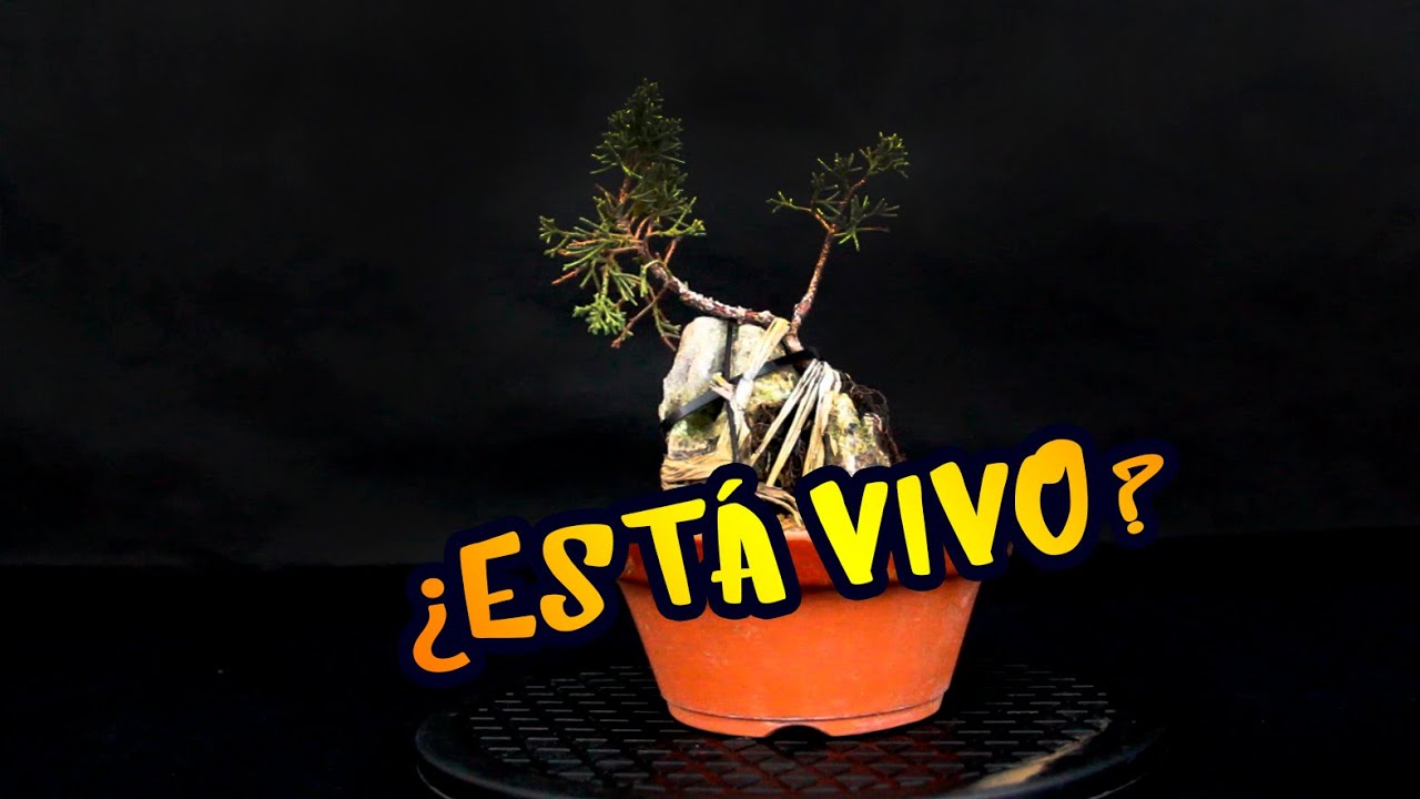 Saber si nuestro BONSAI esta VIVO... o NO