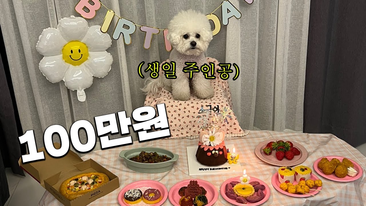 100만원치 2살 강아지 생일파티