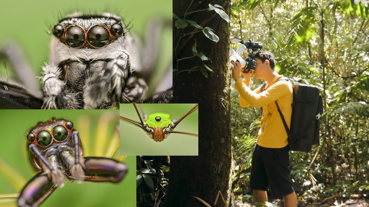 FOTOGRAFÍA MACRO EXTREMA en la selva con Laowa 25mm Ultra Macro