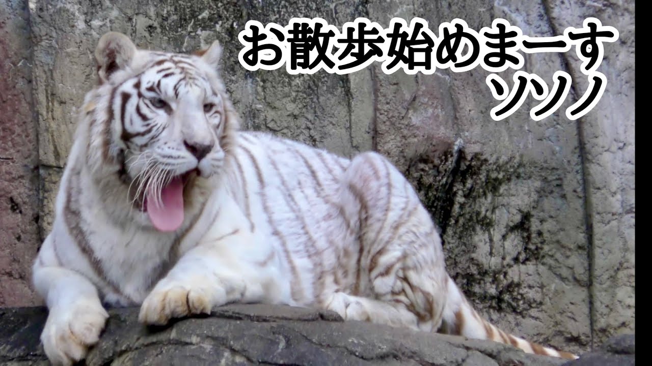 ホワイトタイガー　ソソノちゃん　そろそろお散歩ですね【とべ動物園】White tiger Sosono-chan Tobe Zoo 