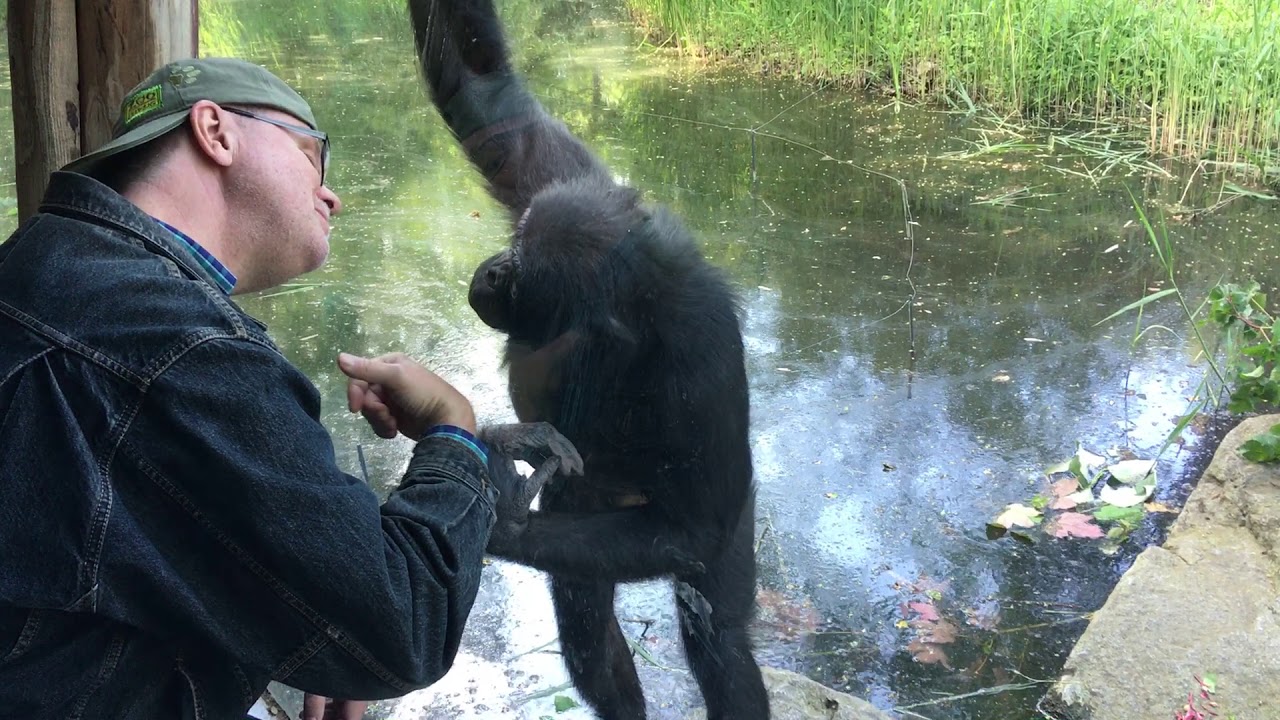 A bonobo trying to imitate a man in a zoo