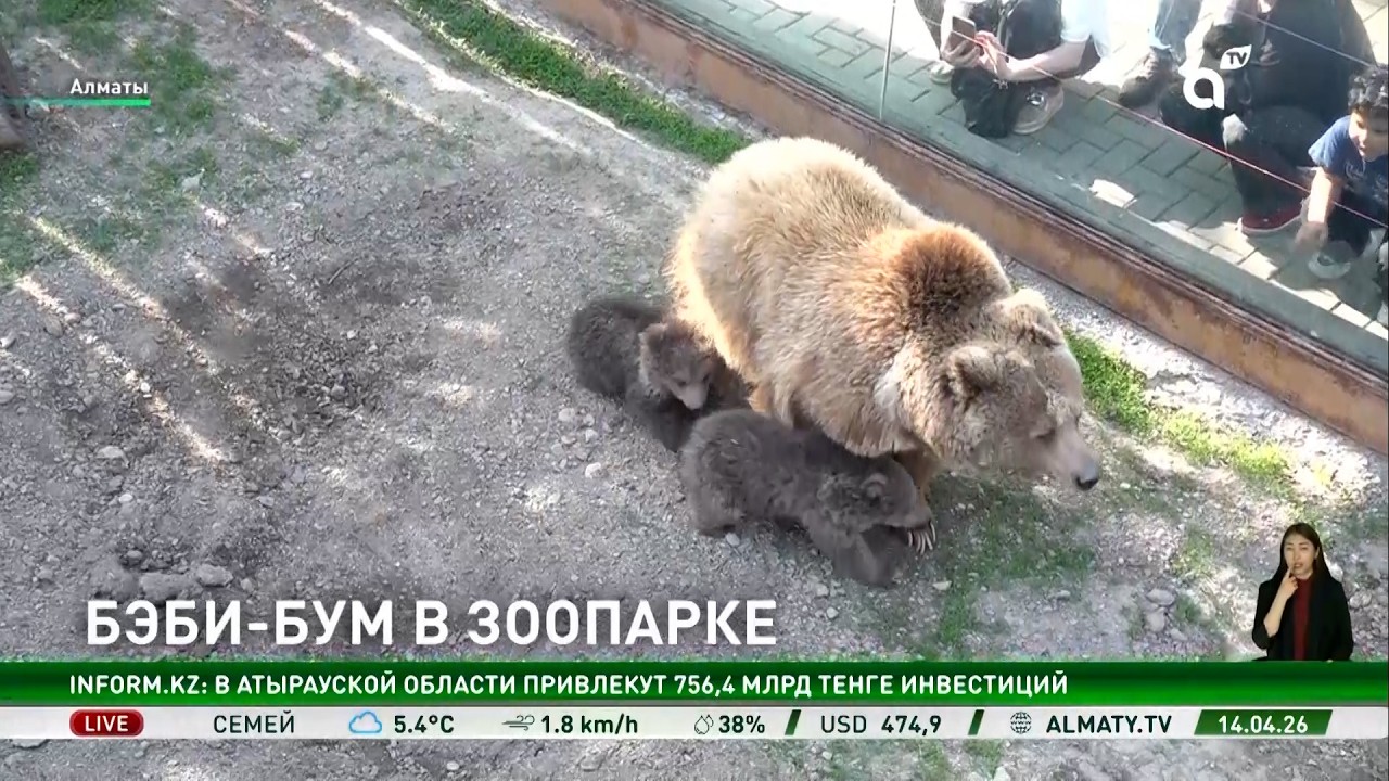 В Алматинском зоопарке родились краснокнижные медвежата