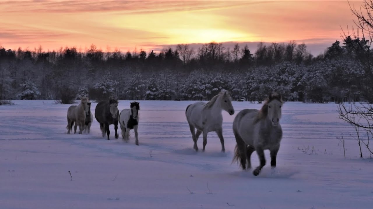 Winter in Hiiumaa | Nature scenery