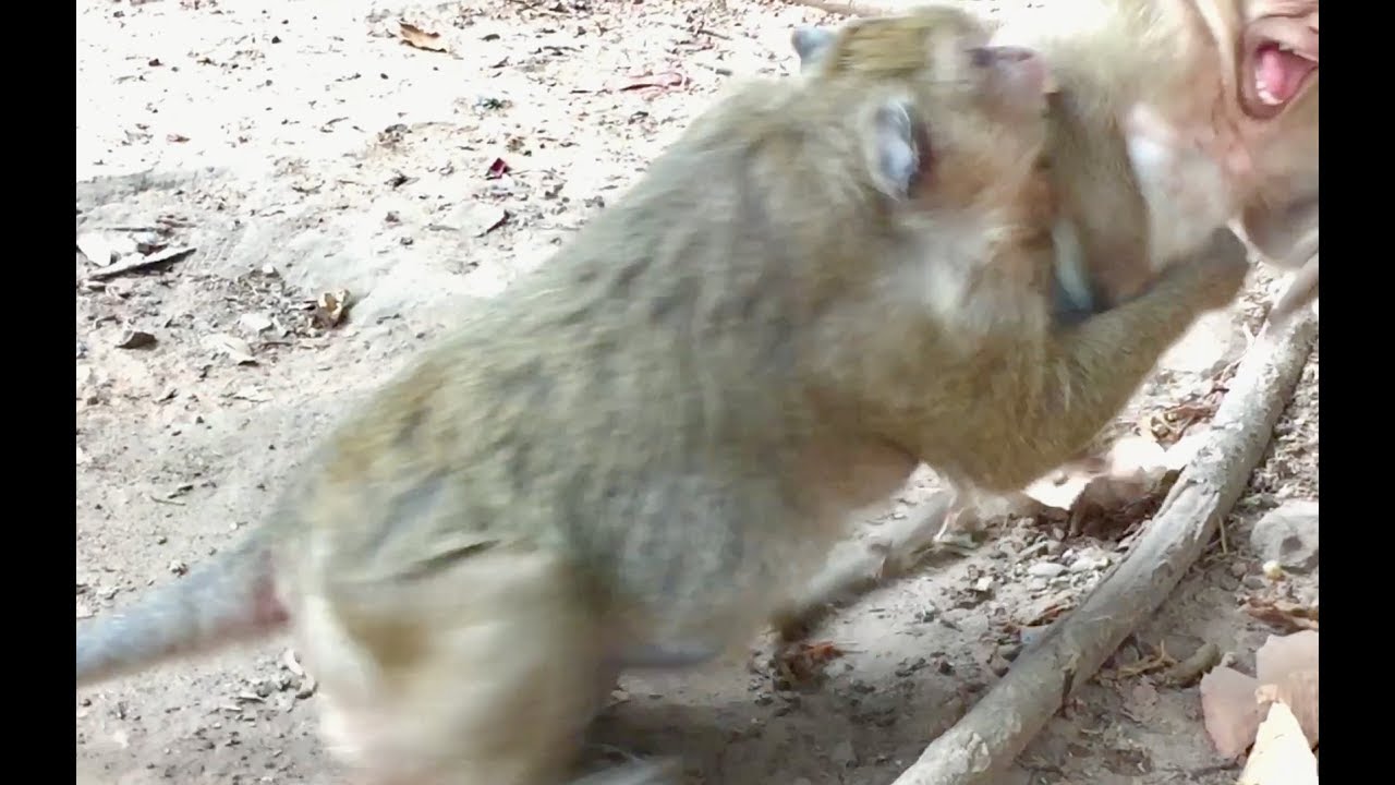 Oh my god! Popeye beats sweet pea so strong until Sweet pea cry very loudly.