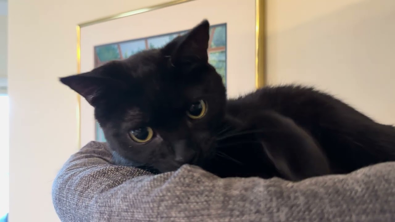 Henry Chirping and Grabbing Camera from Cat Tree Bed