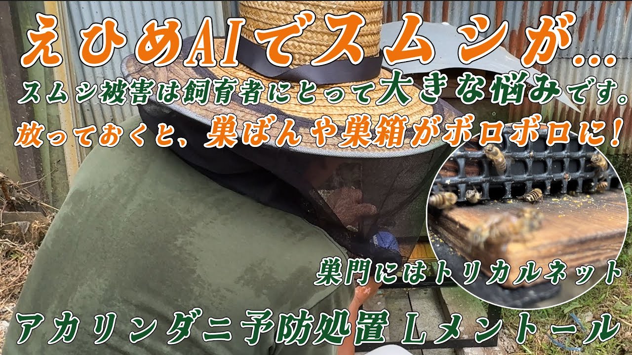 ニホンミツバチ スムシ被害はニホンミツバチ養蜂家にとって大きな悩みです。4面巣門にトリカルネット・アカリンダニ予防処置 Lメントール・給餌にミツバチ元気飴と人口花粉