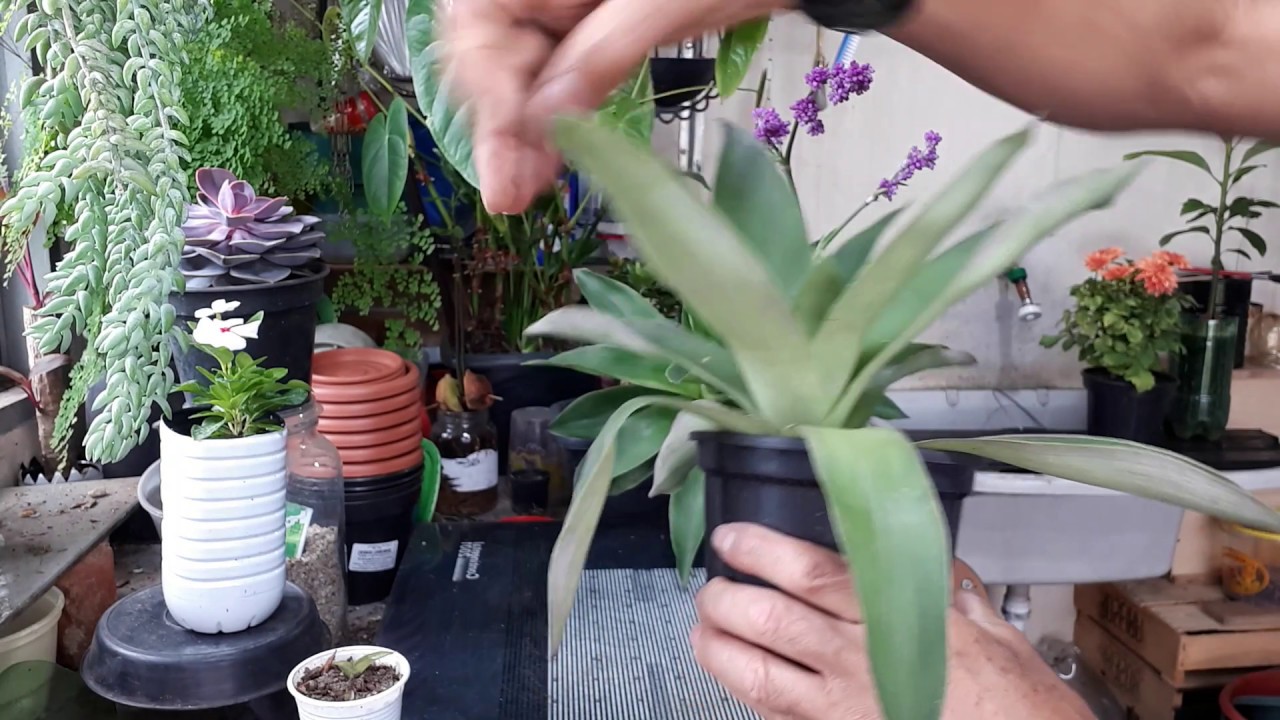 ESPIRONEMA (Callisia warszewicziana), VOCÊ A CONHECE? SAIBA TUDO SOBRE ELA AGORA.