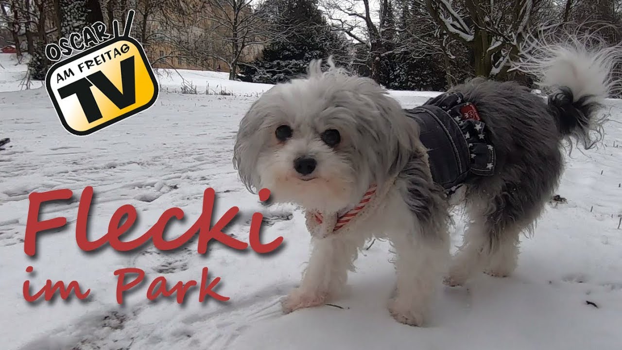 Flecki im Park