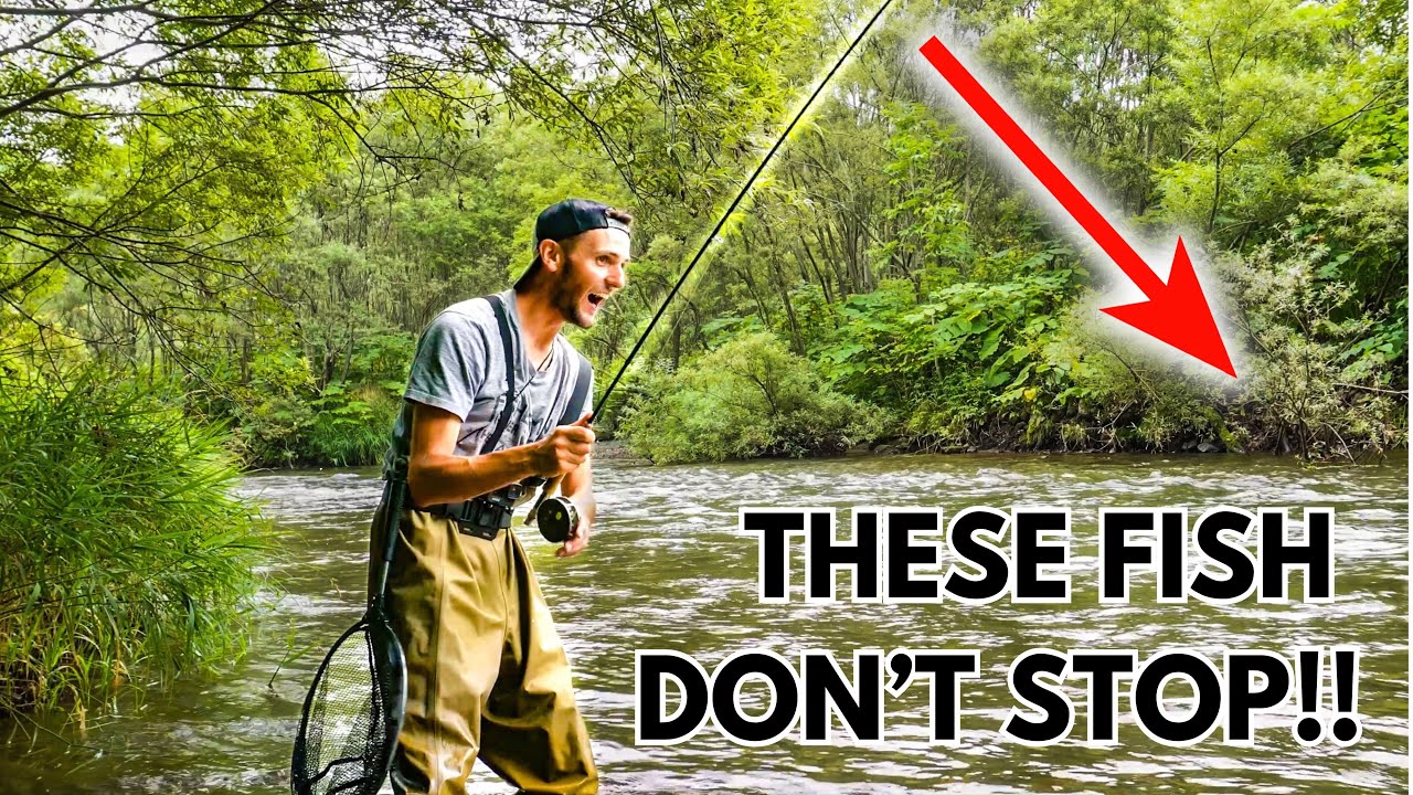 THESE BIG WILD TROUT FIGHT SO HARD! (4K)
