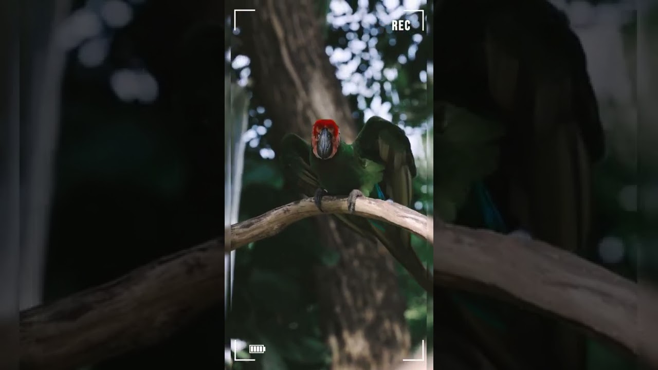 😍🦜💝Happy Military Macaw 💝🦜😍