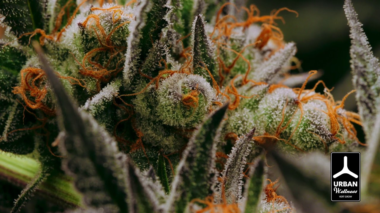 Urban Wellness's 1st Vert Grow Harvest -  Terpene-rich, Aromatic, Hand-Crafted