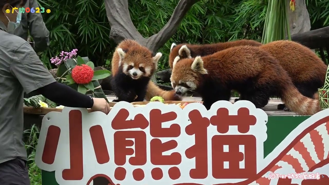 【小熊猫】广州动物园小熊猫幼儿园开饭啦