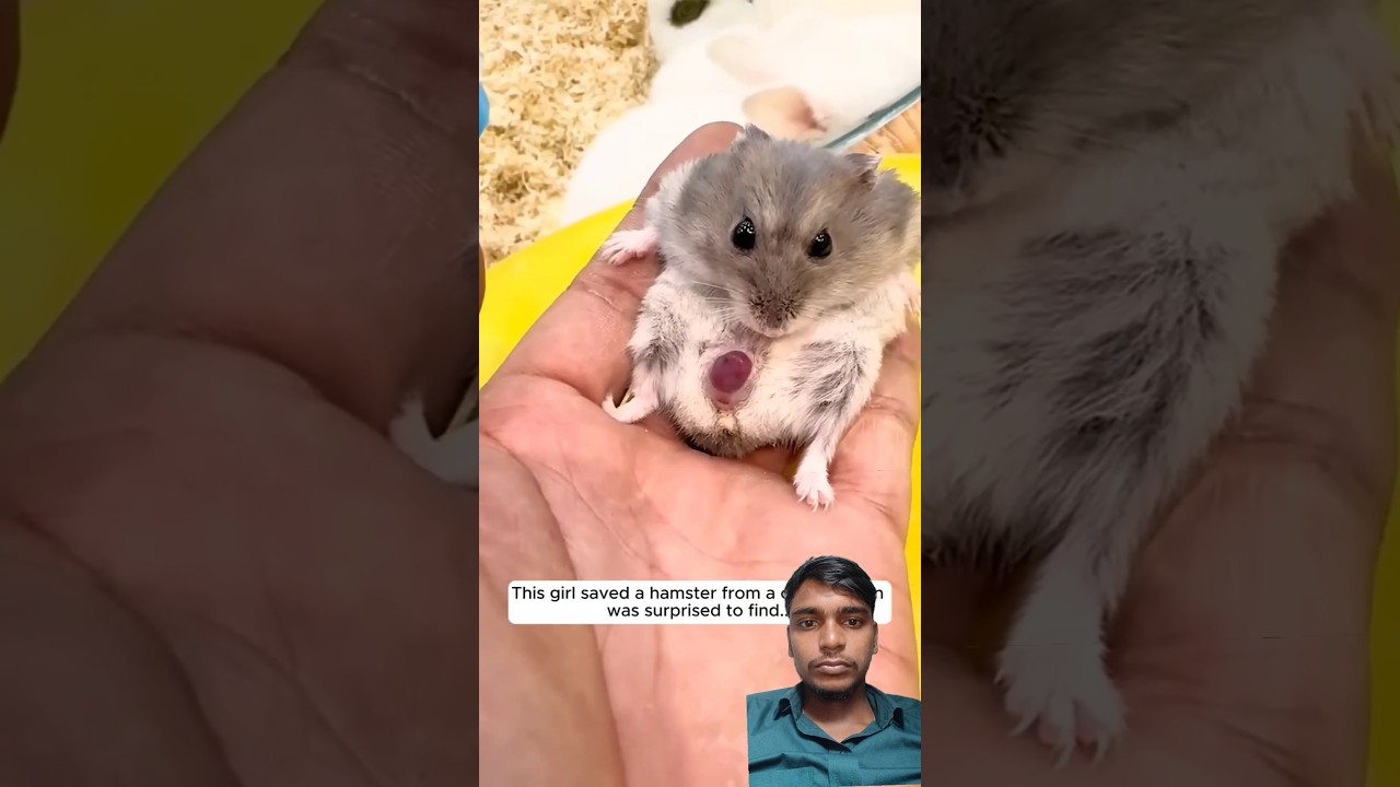 dekho kaise bachaya isko #pets #cat #cute #animals #shorts #short #shortvideo #reptiles