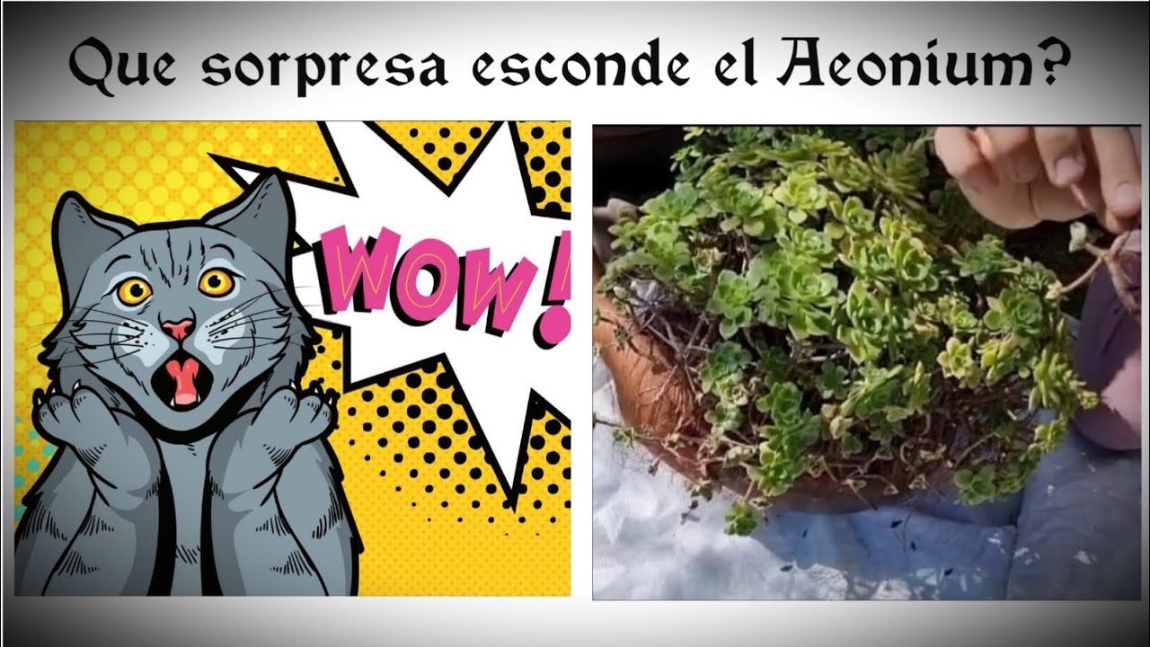 Que sorpresa esconde el Aeonium haworthii 🤔🤦 lo descubrimos mientras hacemos el mantenimiento...🙈
