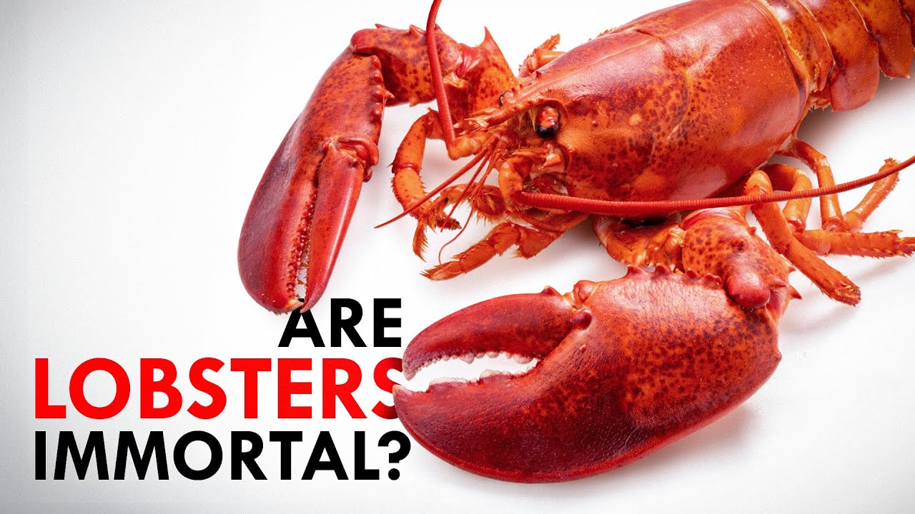 The Animal Questions Everyone&rsquo;s Asking