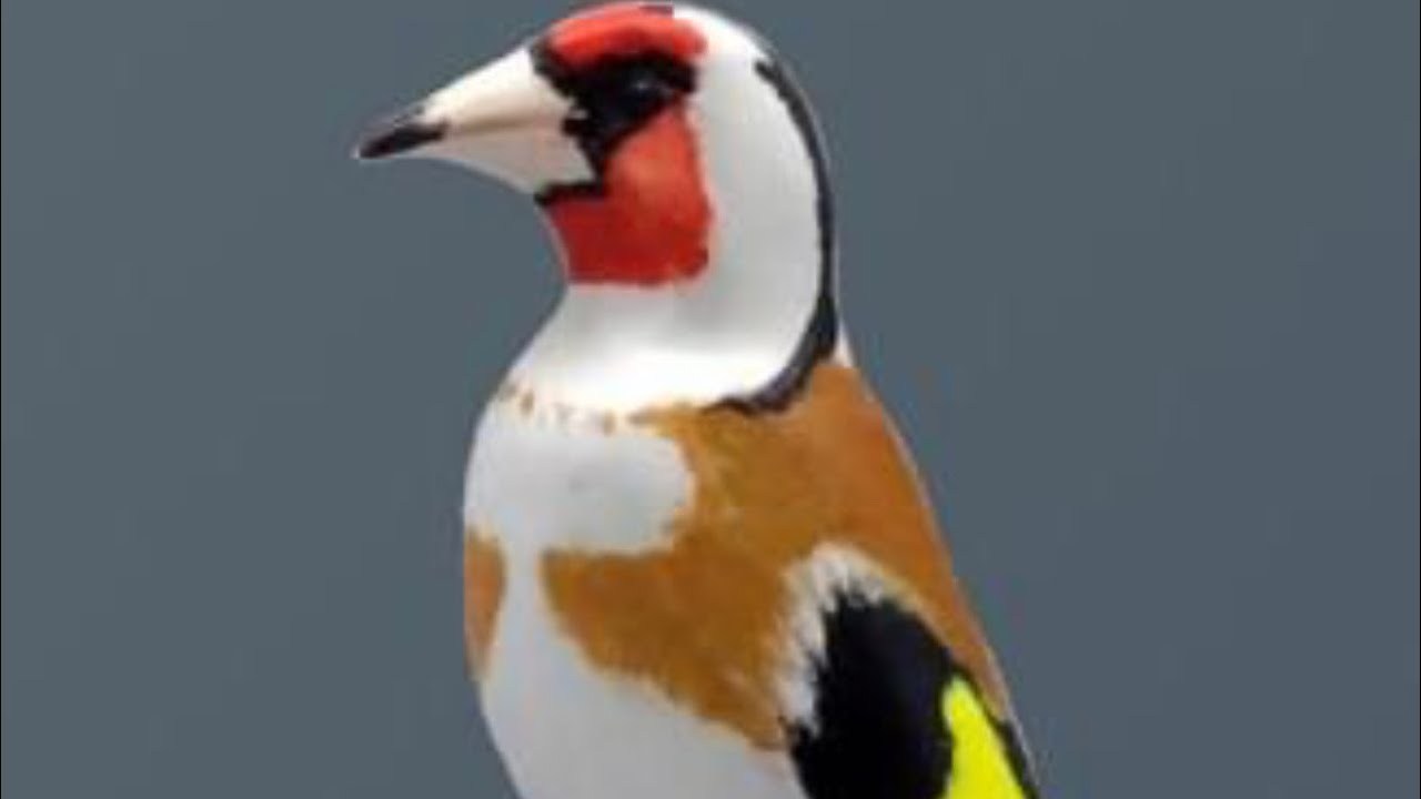 Canto jilguero Argelino(chant chardonneret Bouzareah)