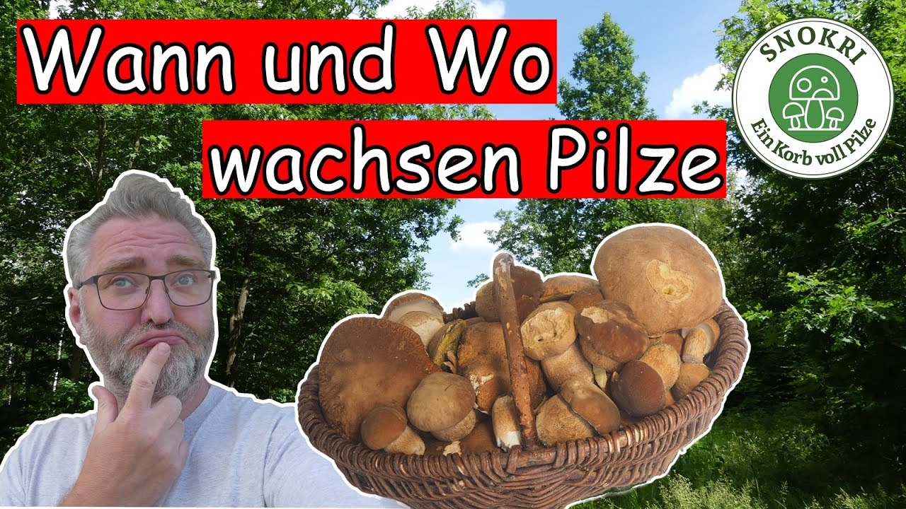 Wann und Wo wachsen Pilze - Tipps zur erfolgreichen Pilzsuche