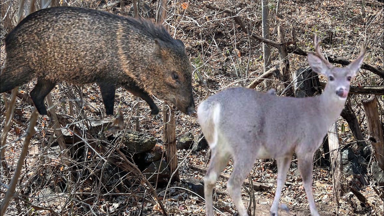 Cacería de venado cola blanca - nos tocó suerte callo un jabalie 🐗🦌