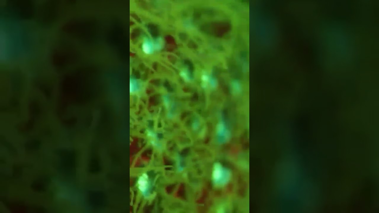 Fluorescent Coral under the water. || Unfolded Nature ||