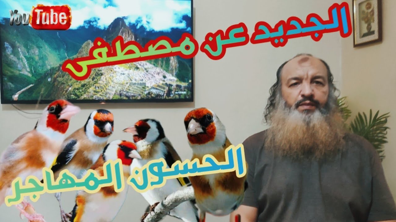 الحسون المهاجر  عند الاخ مصطفى  والثمن يختلف على حسب أقدمية الطيور فرجة ممتعة👌👍♥️
