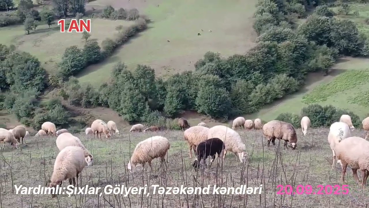 YardımlıŞıxlar1AN,Şıxlar,Gölyeri,Təzəkənd 20.09.2025
