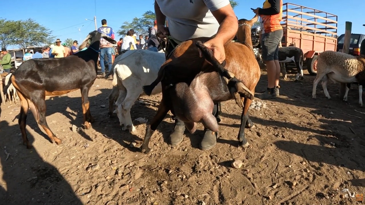 Feira de Caprinos Ovinos e Suínos de Tabira PE -  Hoje tinha Cabra com 4 litros de Leite 11/02/2026