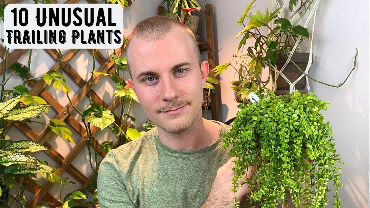 10 Unusual Trailing Houseplants