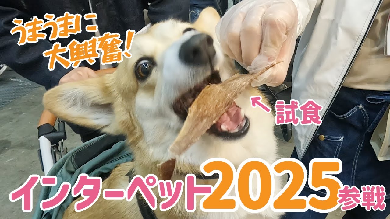 【インターペット2025】日本最大級のペットイベントに愛犬と参加！試食やお買い物で大興奮なコーギーと飼い主