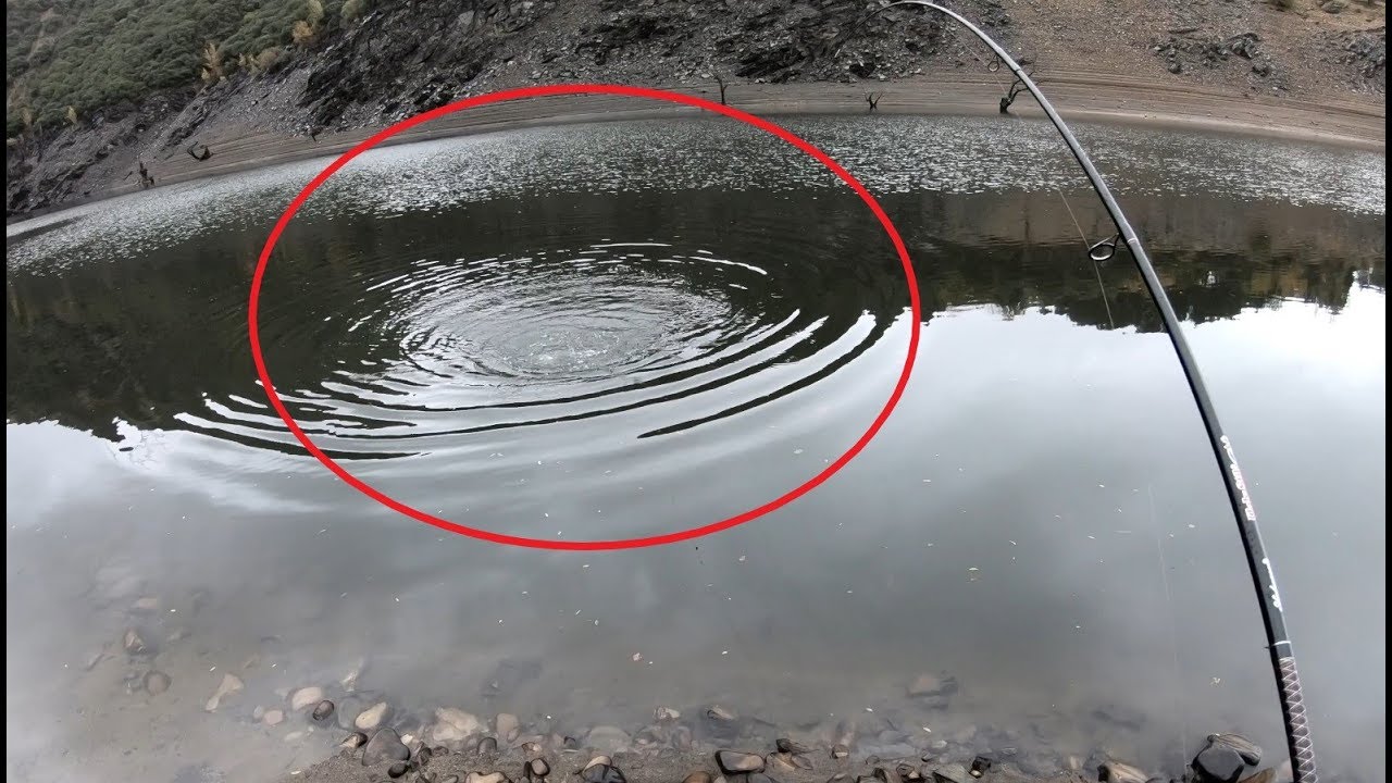 Gran trucha com&uacute;n, pescada en embalse a buldo