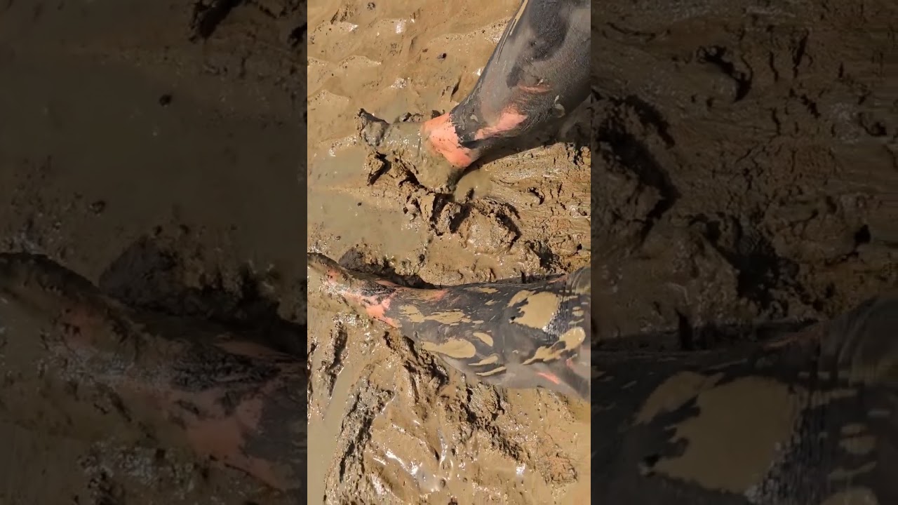 Sloppy muddy barefeet and legs👣 #barefooter #asmr #barefoot #barfu&szlig; #earthing #muck #mud  #wam