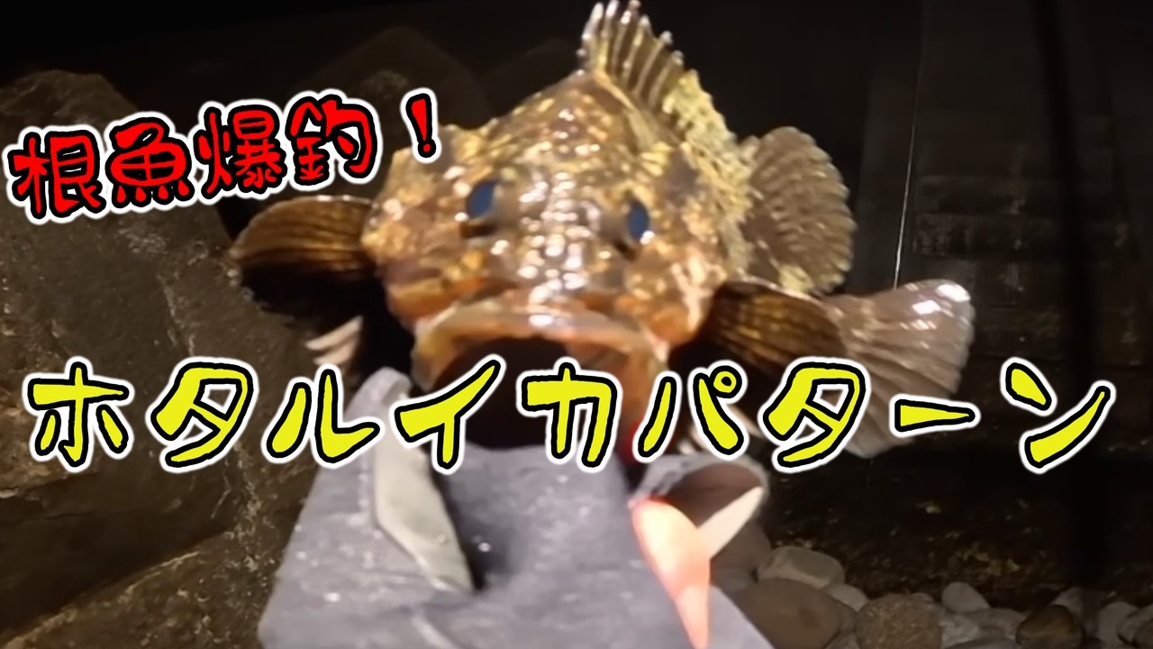 【ホタルイカ】カサゴとムラソイって似てるよね【ホタルイカパターン】