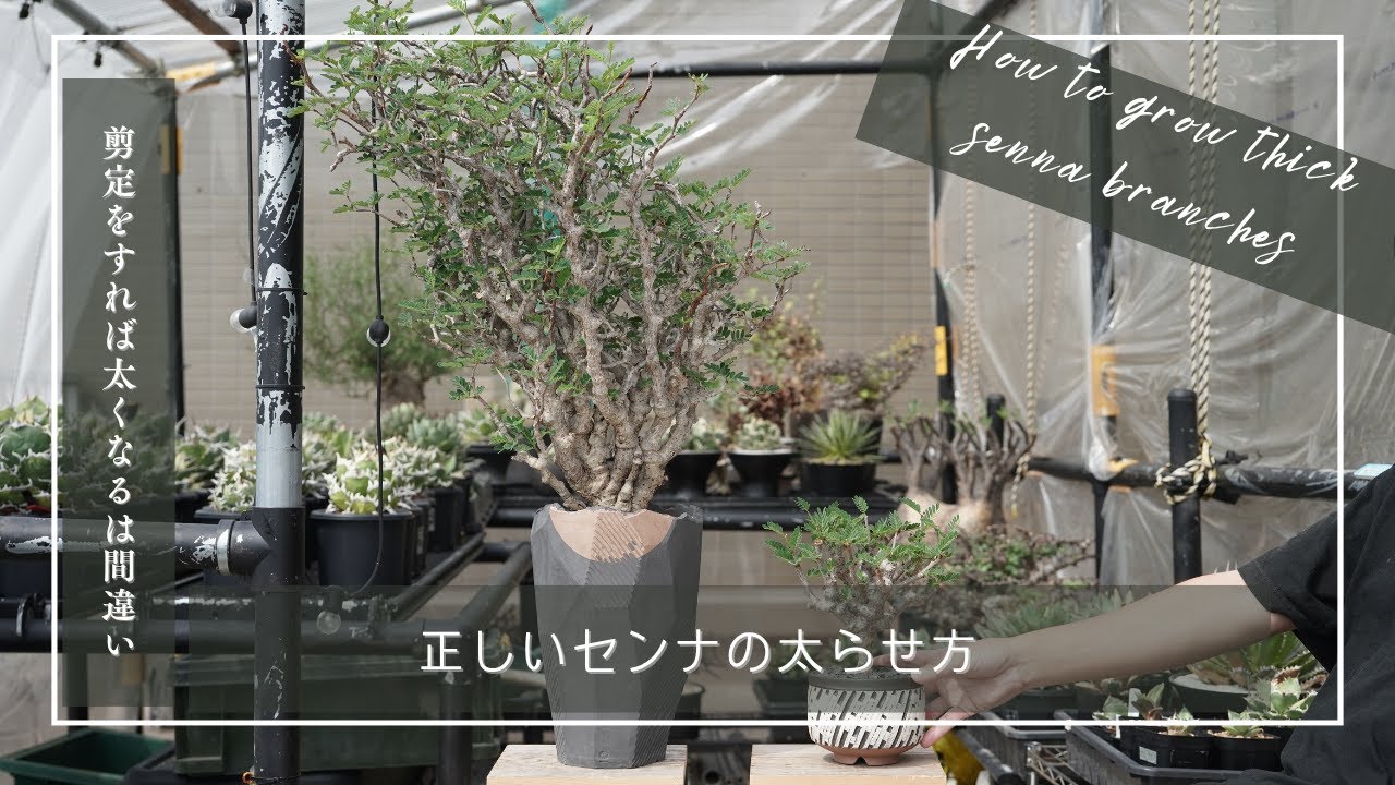 センナメリディオナリスの枝を太くする方法！単に剪定すれば太くなるは間違い！
