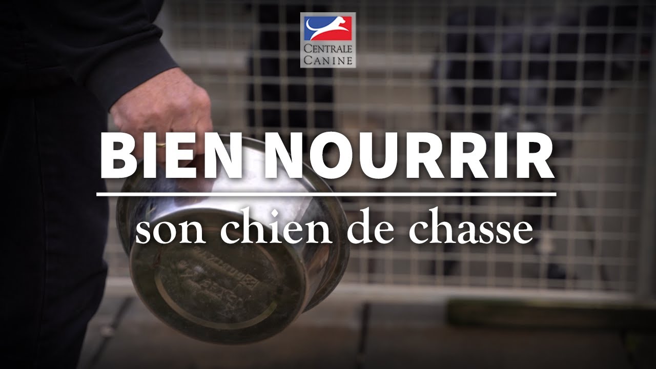 BIEN NOURRIR SON CHIEN DE CHASSE - Chiens de chasse Ep 11