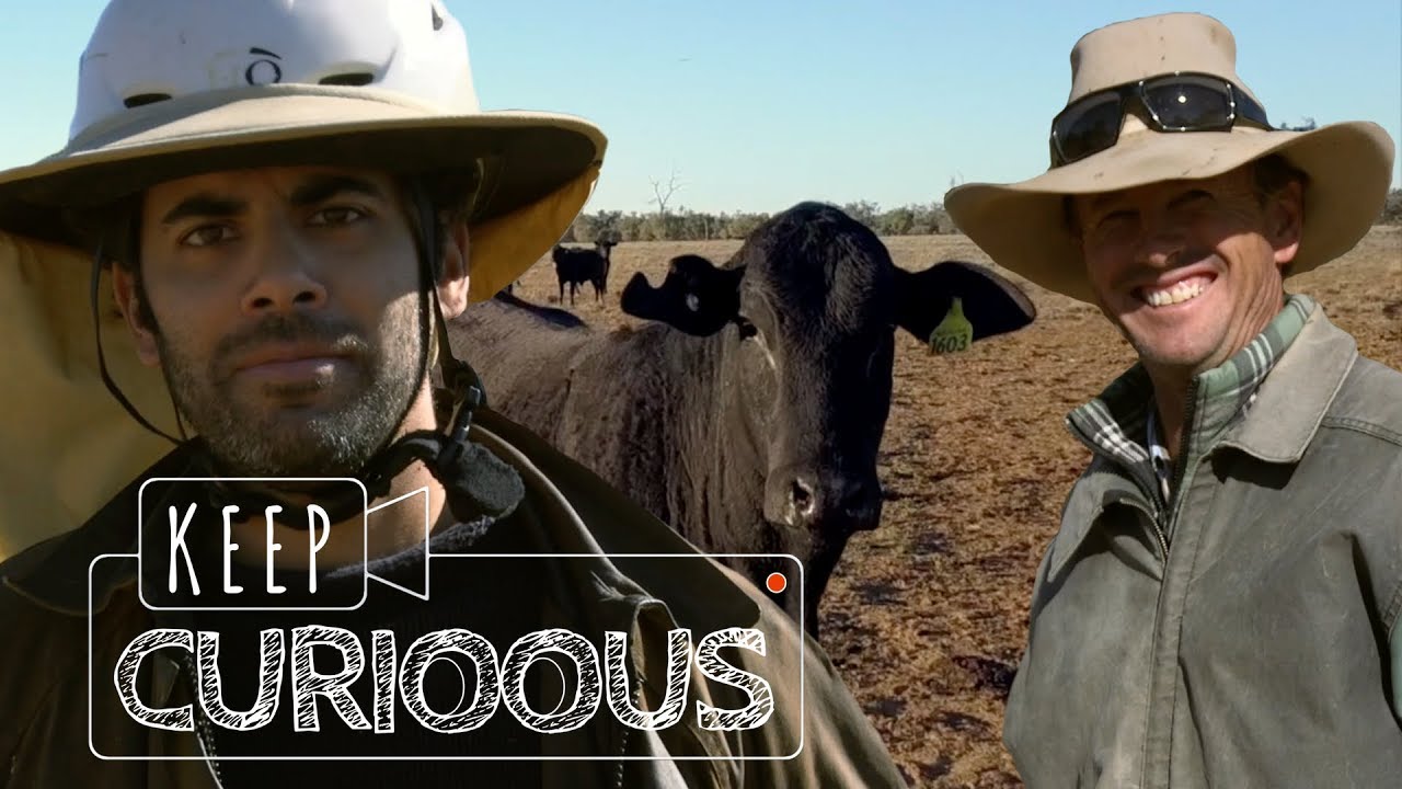 Dans la peau d'un COWBOY de l'Outback ❘ Mustering ❘ AUSTRALIE ❘ Keep Curioous ❘ Mini Doc