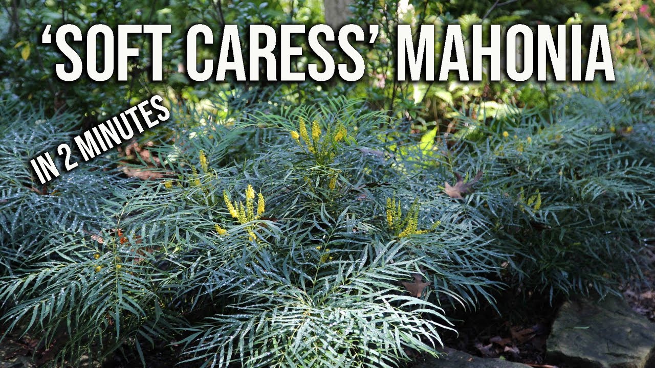 &lsquo;Soft Caress&rsquo; Mahonia in 2 Minutes - Flowering Shade Evergreen