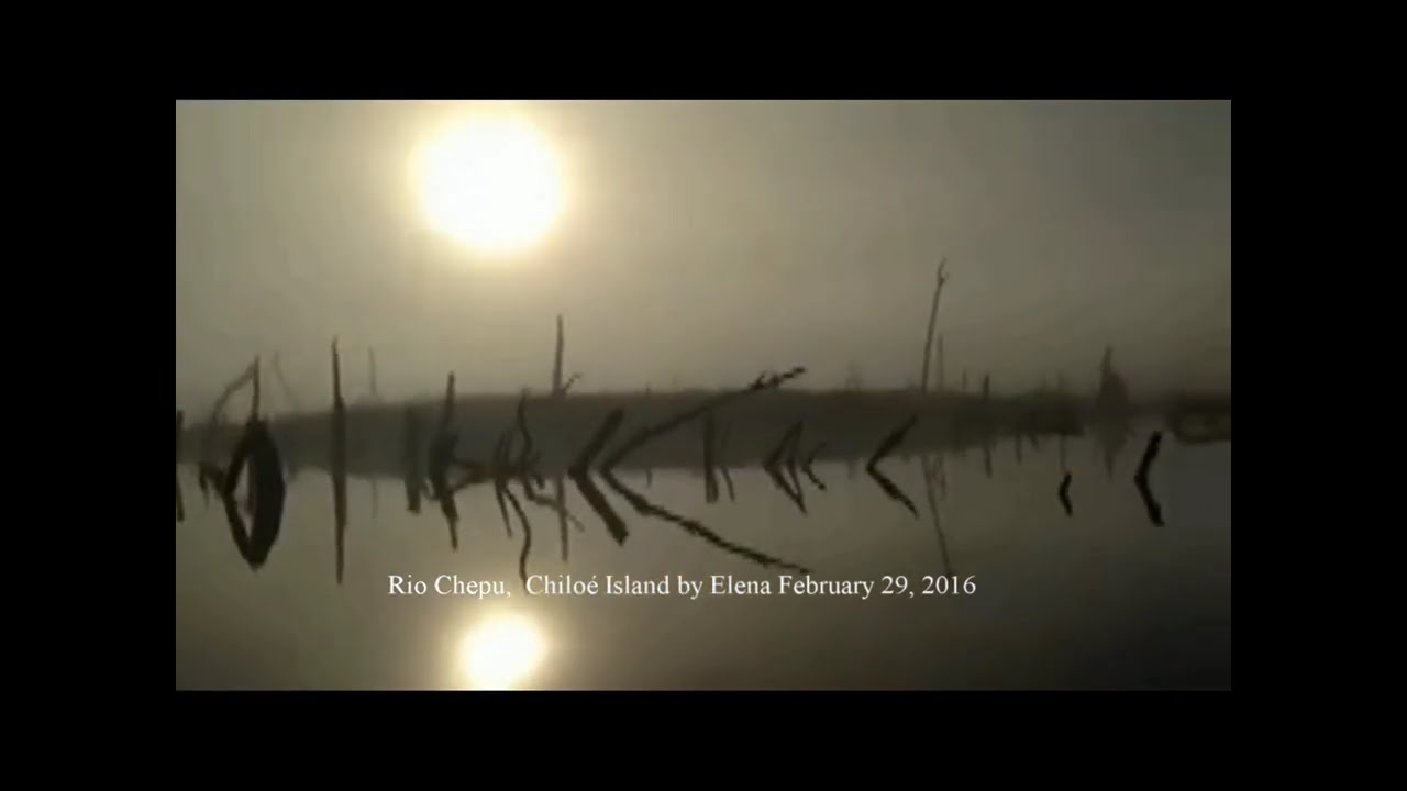 Visita al valle de los árboles muertos   Arbol muerto en Rio Chepu,  Chiloé Island , Chile