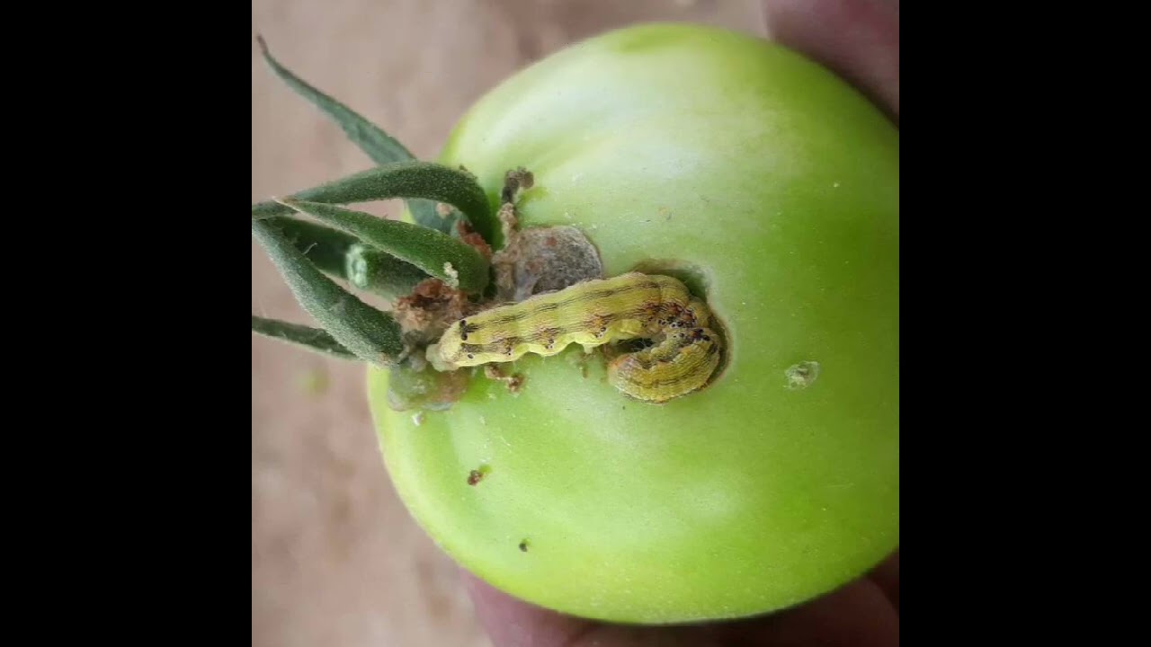 Caterpillar🐛/ आळी #tomato #control #farmer #insecticides #farming #viralvideo  #shorts #trending