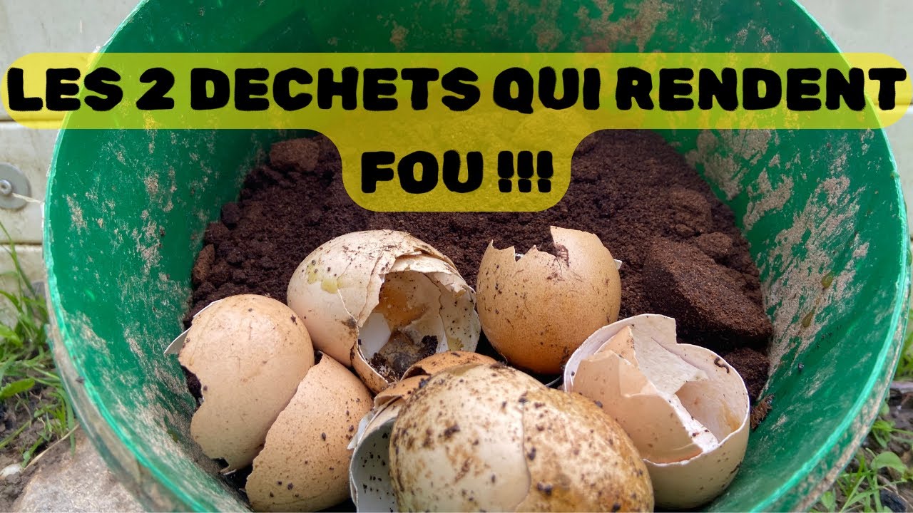 Marc de caf&eacute; , Coquille d'&oelig;uf pourquoi j'en met dans mon potager !