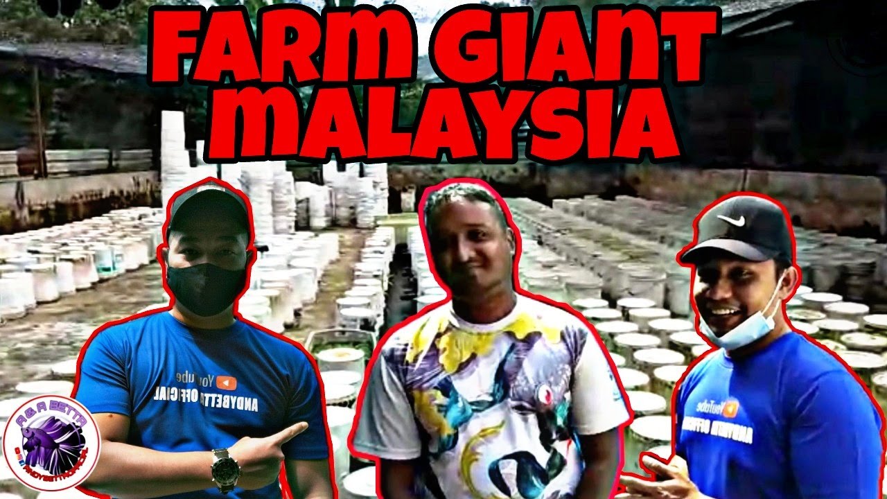 TERJAH BETTA HS GIANT FARM//ANTARA FARM GIANT TERBESAR DI MALAYSIA //KOLAM KUTU AIR KHAS UNTUK GIANT