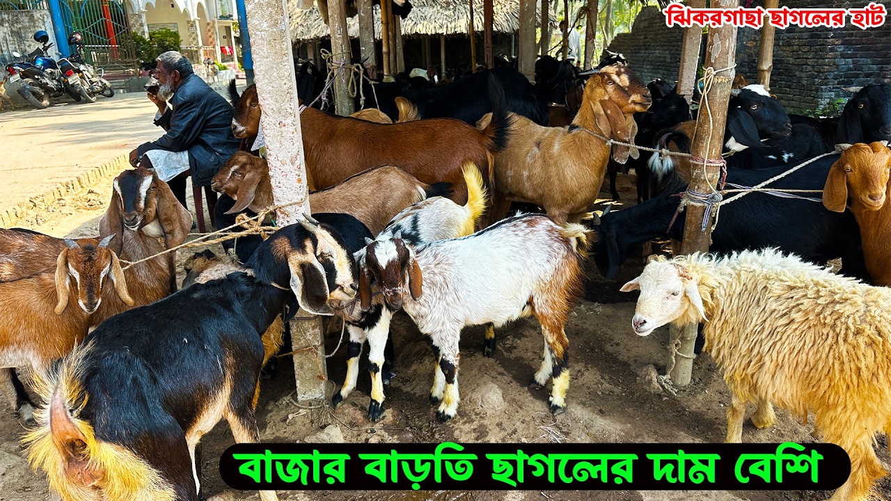 বাজার বাড়তি ছাগলের দাম বেশি | ঝিকরগাছা ছাগলের হাট