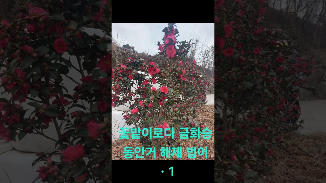 꽃밭이로다 금화승 동안거 해제 법어