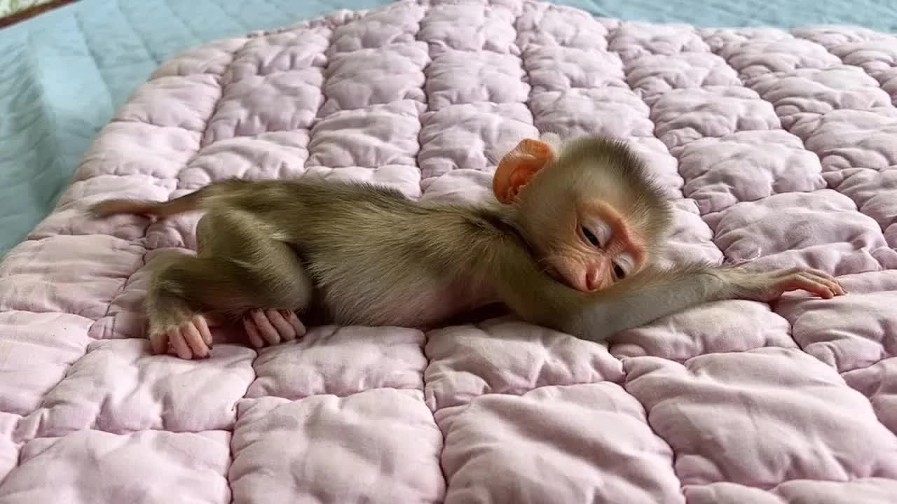 Baby Monkey Mato Falling Asleep Very Peaceful After Drink Milk