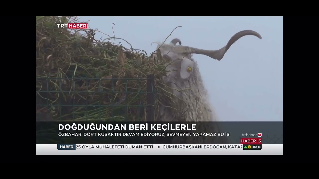 ÖMRÜNÜ KEÇİLERİNE ADIYOR