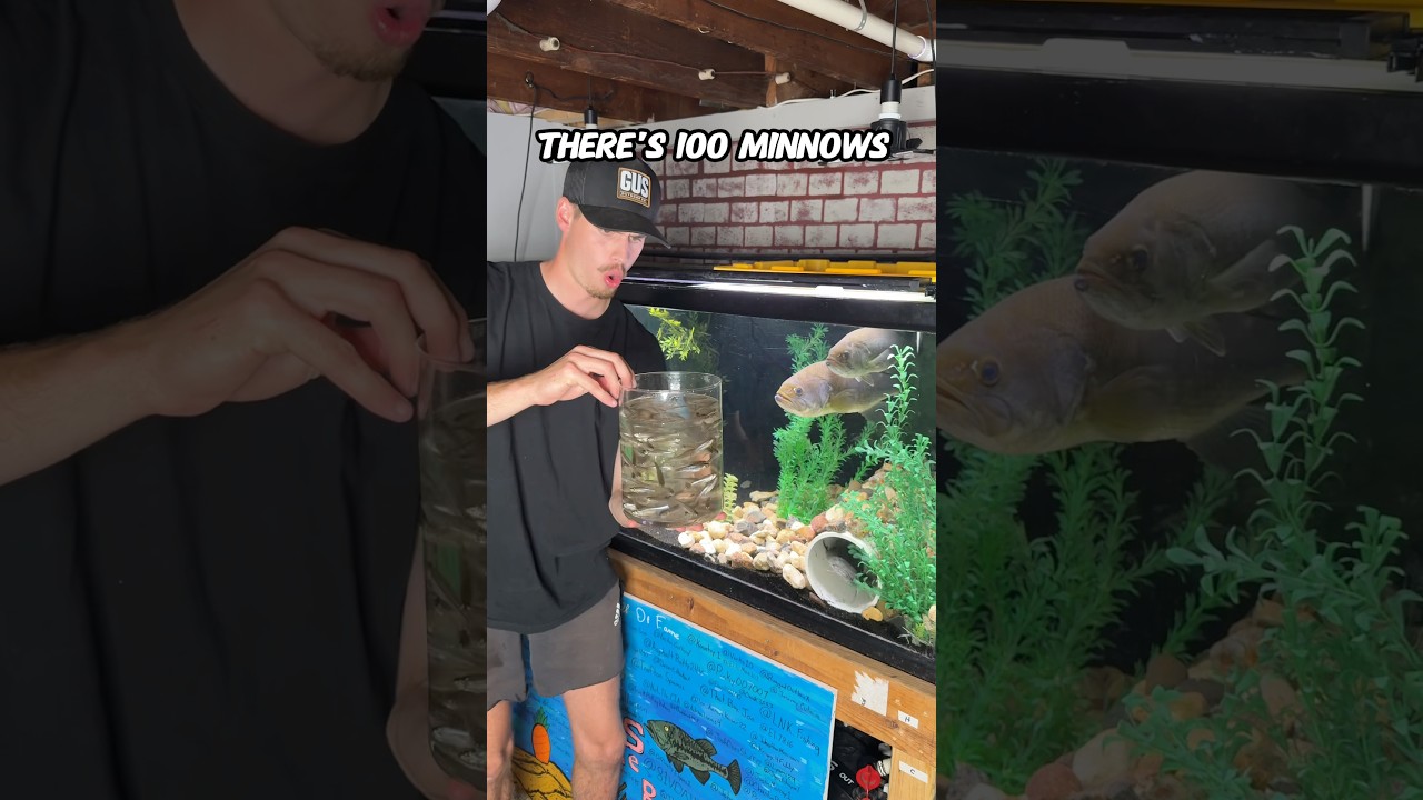 THE MINNOW HUNGER GAMES!!!