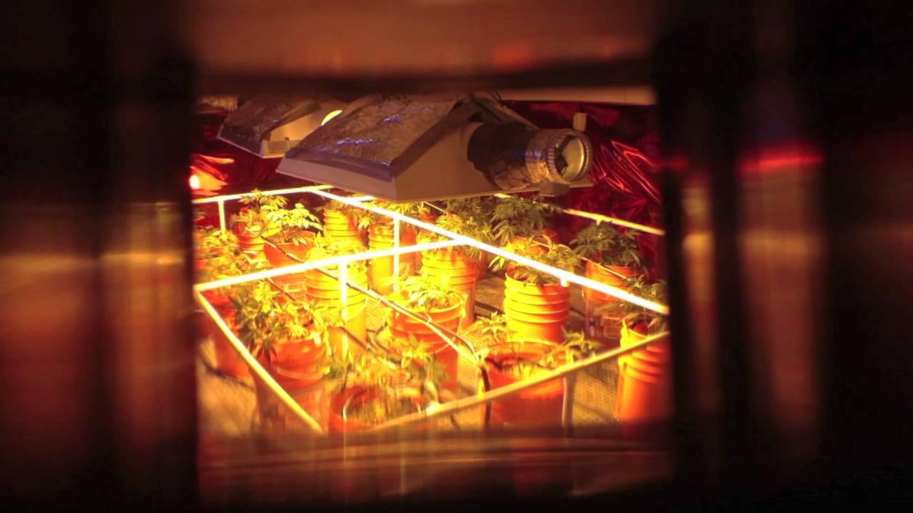 5000w on movers, 3 strain ep9-14, SCROG, NO Co2, Heavy 16 vs CropDoc Holy Grail