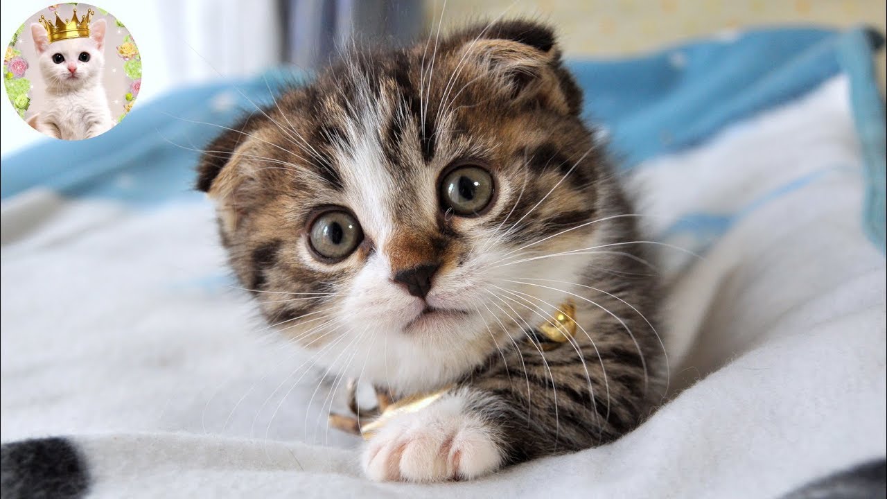 仰向けでパンチする耳折れ短足マンチカンの子猫が可愛い！　Munchkin kitten