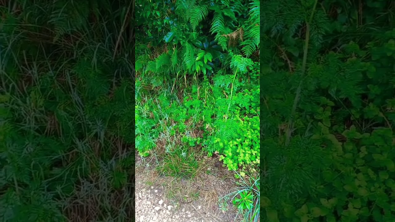 carotes sauvage #nature #sauvage #escargot #survival